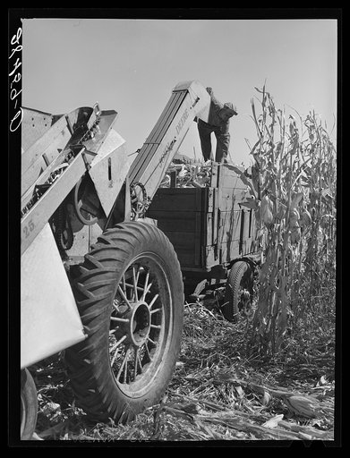 Harvesting hybrid corn with mechanical picker. Grundy County, Iowa