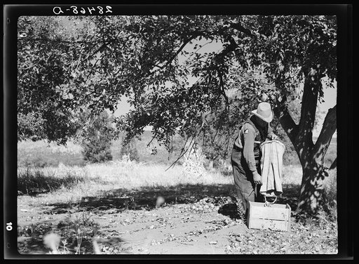 John Adams, FSA (Farm Security Administration) borrower, harvesting apples. Fremont County, Colorado