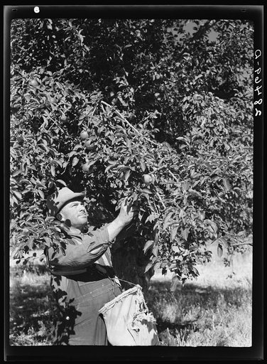 John Adams, FSA (Farm Security Administration) borrower, harvesting apples. Fremont County, Colorado