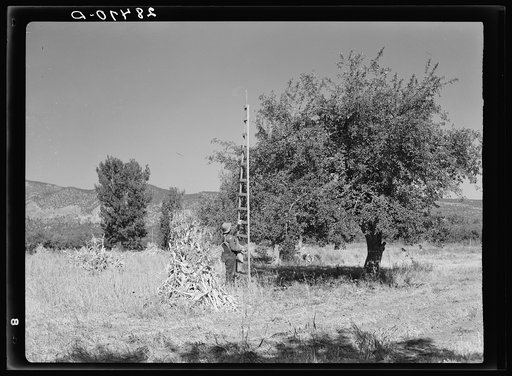 John Adams, FSA (Farm Security Administration) borrower, harvesting apples. Fremont County, Colorado