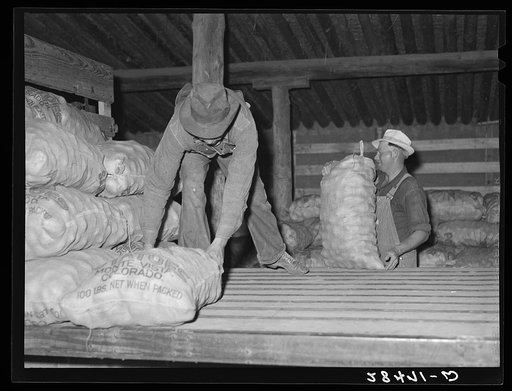 Potatoes from the field are unloaded for storage. Monte Vista, Colorado