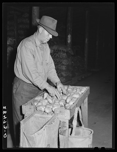 USDA (United States Department of Agriculture) inspector grades potatoes. Monte Vista, Colorado