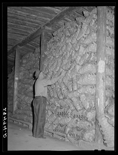 Potatoes in a storage cellar. Monte Vista, Colorado