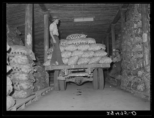 Loading potatoes in storage cellar. Monte Vista, Colorado