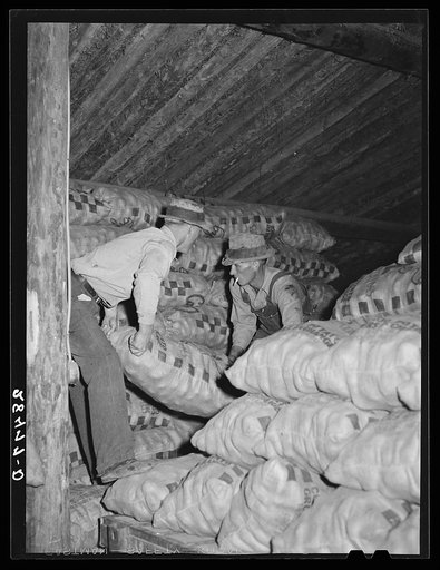 Storing potatoes in cellar. Rio Grande County, Colorado