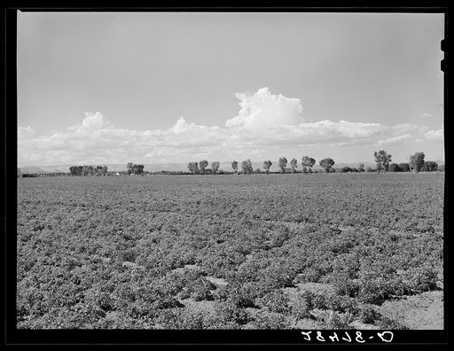 Potato field. Rio Grande County, Colorado