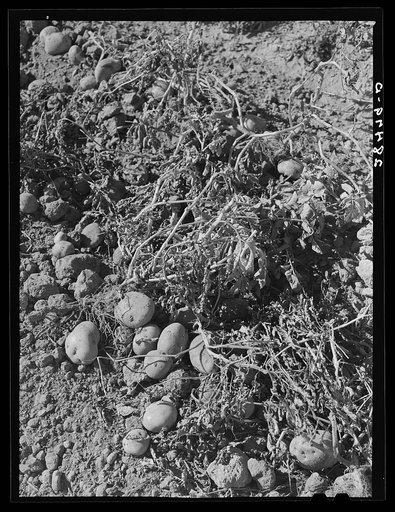 Potatoes in the field. These are Red McClures. Rio Grande County, Colorado