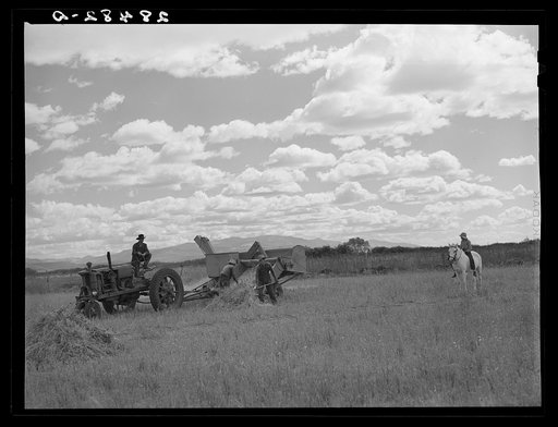 Harvesting grain on farm of FSA (Farm Security Administration) client near San Luis, Colorado