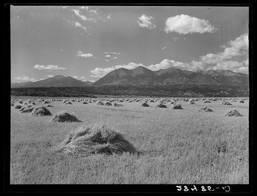 Shocks of grain at foothills of Rocky Mountains. Fremont County, Colorado