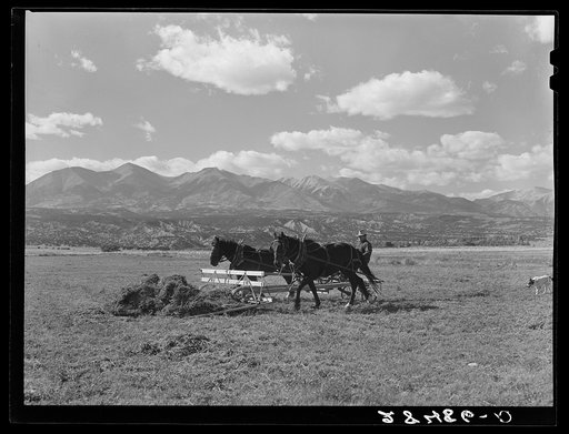 Russell D. Glenn, FSA (Farm Security Administration) rehabilitation client, haying on his farm. Chaffee County, Colorado