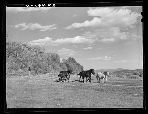 Horses on the farm of Ellsworth Painter, rehabilitation client. Chaffee County, Colorado