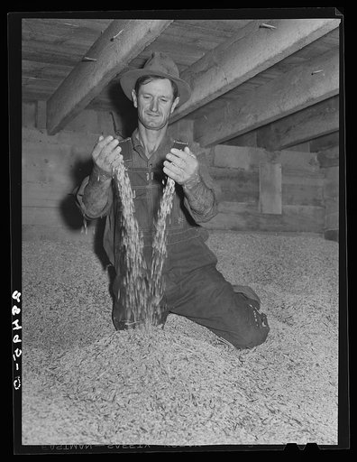 George Arnold, rehabilitation client, Chaffee County, Colorado, showing certified seed