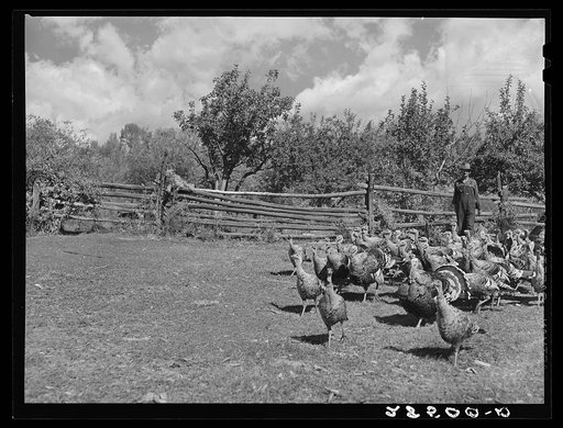 George Arnold, FSA (Farm Security Administration) client, with turkeys. Chaffee County, Colorado