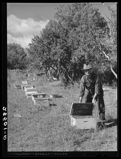 George Arnold, FSA (Farm Security Administration) rehabilitation client, with bees. Chaffee County, Colorado