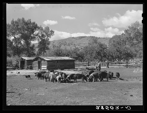 Hogs on the farm of George Arnold, FSA (Farm Security Administration) client. Chaffee County, Colorado