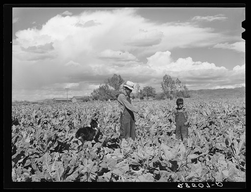 Serepio Media, FSA (Farm Security Administration) rehabilitation client, and son, Mike, in field. Costilla County, Colorado