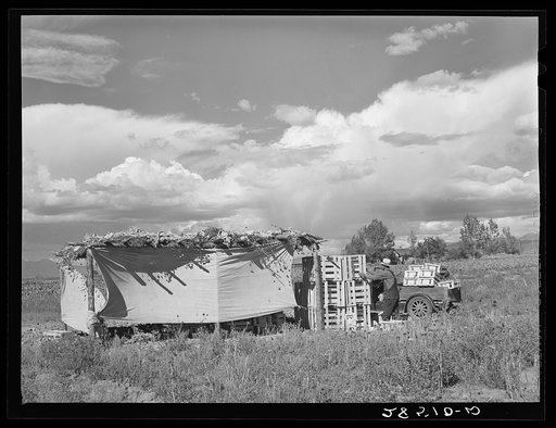 Cauliflower checking shed on the farm of FSA (Farm Security Administration) rehabilitation client Serepio Medina. Costilla County, Colorado