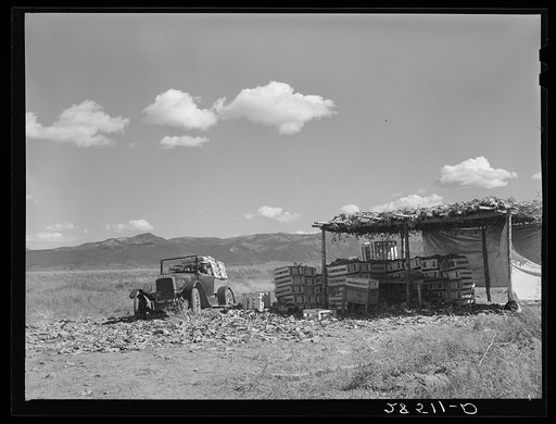Cauliflower checking shed on the farm of FSA (Farm Security Administration) rehabilitation client Serepio Medina. Costilla County, Colorado