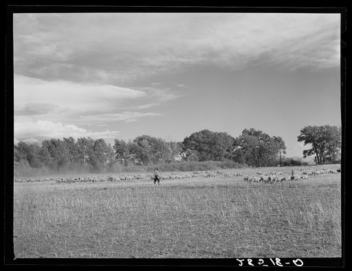 Emil Zaffke, FSA (Farm Security Administration) borrower, with sheep on farm in Conejos County, Colorado