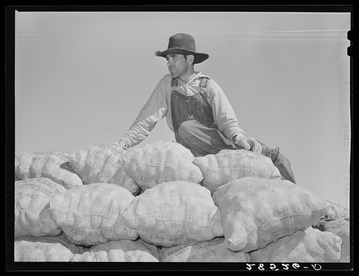 Hired hand on load of potatoes. Rio Grande County, Colorado