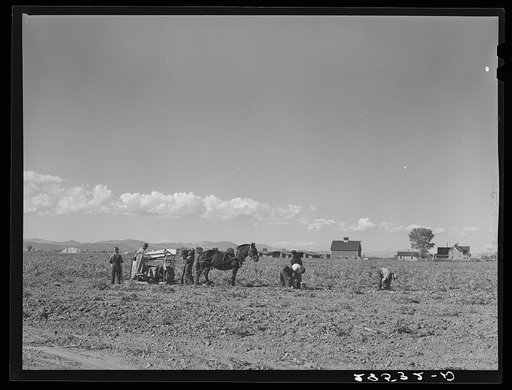 Picking potatoes. After the potato digger has passed, the vines are separated from the potatoes. These are then dumped into a sorting screen which separates the seed potatoes from the large ones. Rio Grande County, Colorado