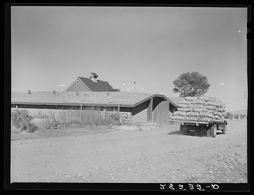 Potatoes are trucked from field to storage cellars. Rio Grande County, Colorado