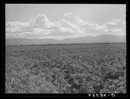 Potato field. Rio Grande County, Colorado
