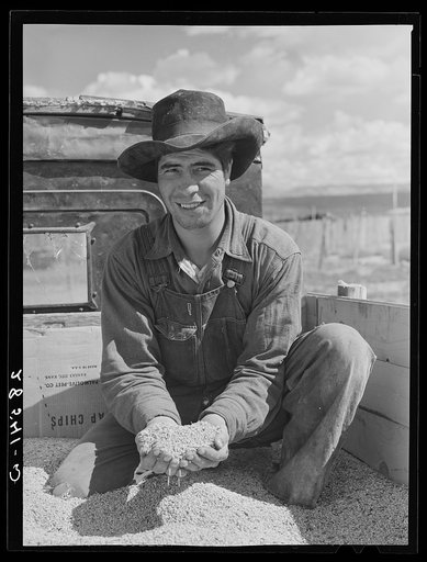 Spanish-American harvest worker with grain. Costilla County, Colorado