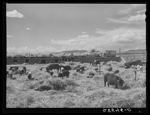 Hogs on farm of FSA (Farm Security Administration) borrower Clayton Williams. Costilla County, Colorado