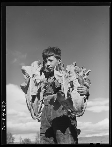 Mike Medina, son of FSA (Farm Security Administration) rehabilitation borrower, with cauliflower. Costilla County, Colorado