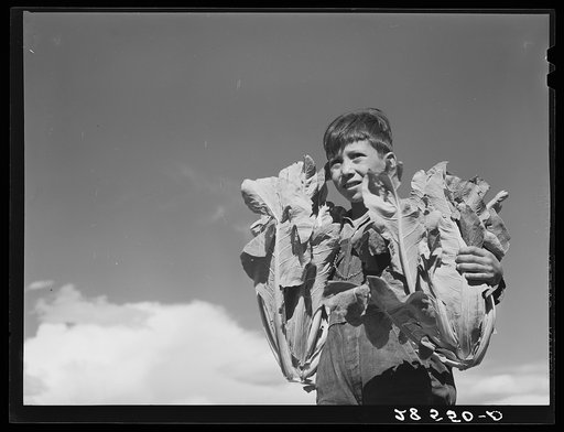 Mike Medina, son of FSA (Farm Security Administration) rehabilitation client, with cauliflower. Costilla County, Colorado