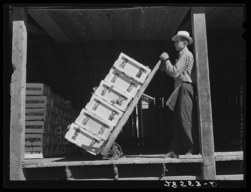 Loading cauliflower. Jaroso, Colorado