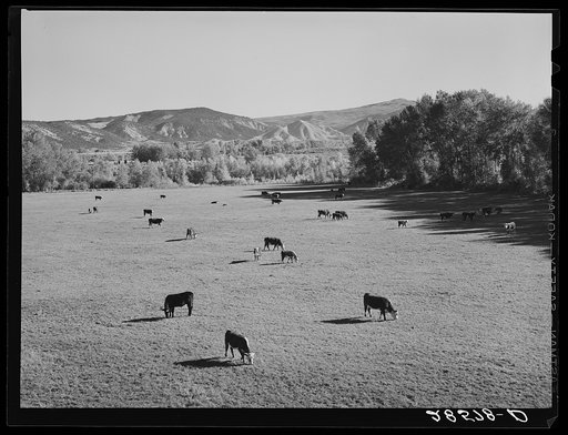 Cattle grazing. Ouray County, Colorado