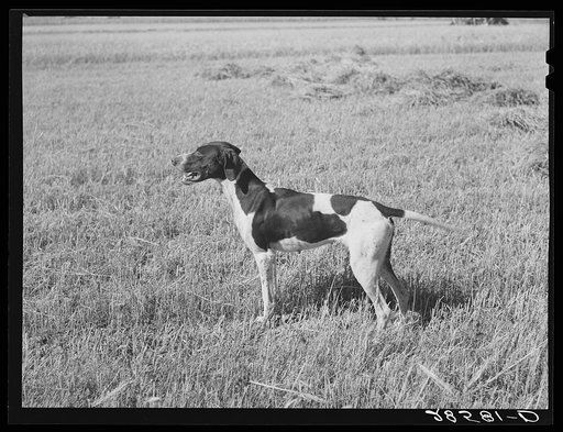 Pointer belonging to FSA (Farm Security Administration) client. Western Slope Farms, Colorado