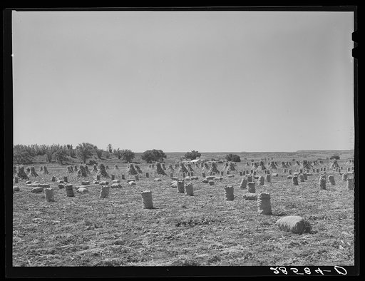 Harvesting onions in field of FSA (Farm Security Administration) client. Western Slope Farms, Colorado