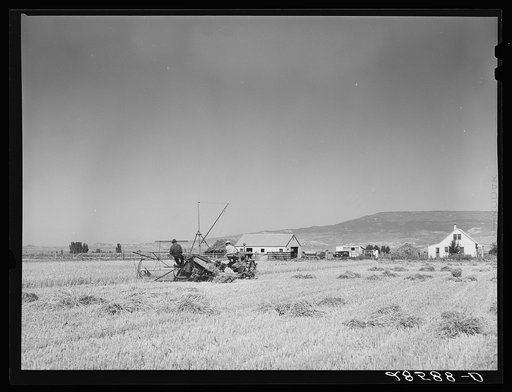 Grain harvest scene. Western Slope Farms, Colorado