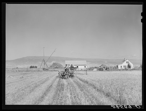 Delta (vicinity), Colorado. Western slope farms. Grain harvest