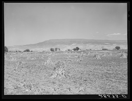 Vista of Western Slope Farms, Colorado