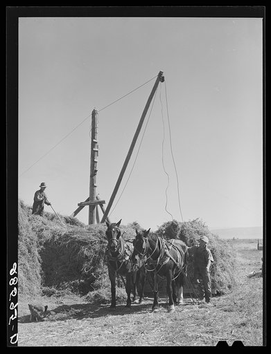 Haying on the farm of Jay Warner, FSA (Farm Security Administration) client. Western Slope Farms, Colorado