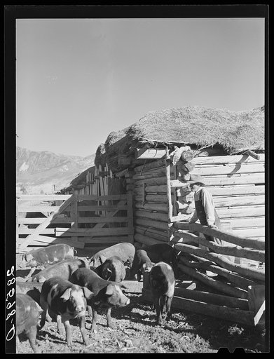 Farm scene with Tom Reilly, FSA (Farm Security Administration) borrower. Near Hotchkiss Colorado