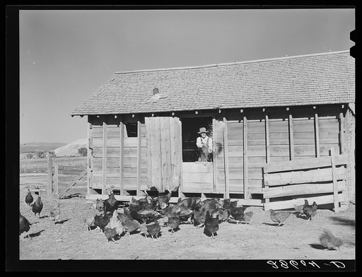 Thomas Reilly, FSA (Farm Security Administration) rehabilitation borrower, feeding turkeys near Hotchkiss, Colorado