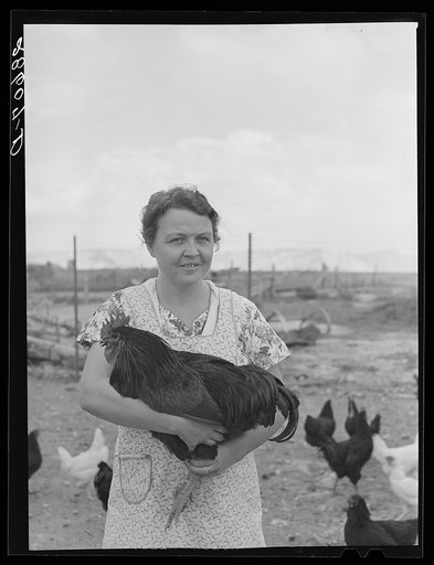 Mrs. Thomas Beede with prizewinning rooster. Western Slope Farms, Colorado