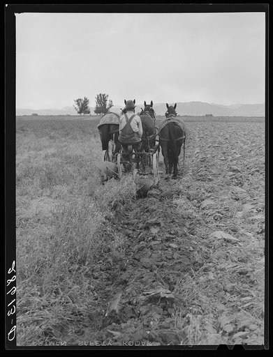 Alfred Peterson, tenant purchase borrower, plowing on his farmstead. Mesa County, Colorado