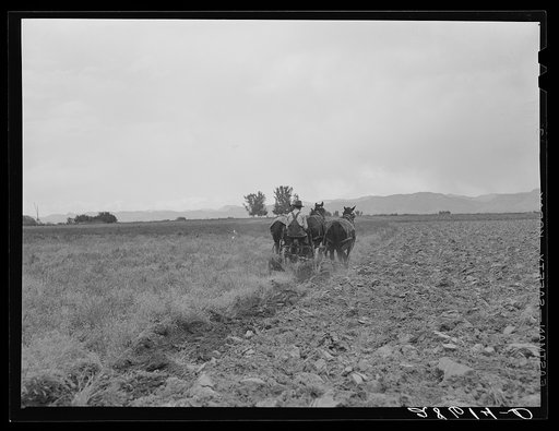 Alfred Peterson, tenant purchase borrower, plowing on his farmstead. Mesa County, Colorado