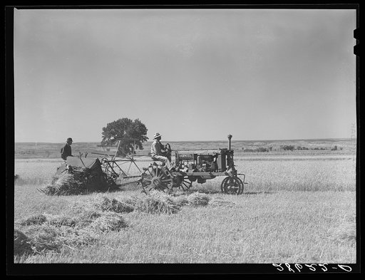 Grain harvest scene. Western Slope Farms, Colorado