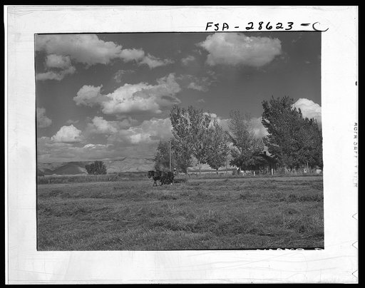 Carl Higgins, tenant purchase borrower, haying on farm. Mesa County, Colorado
