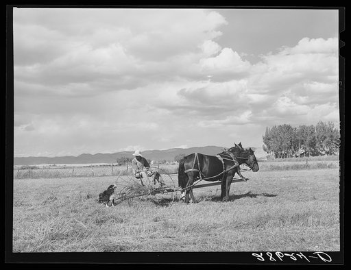 Carl Higgins, tenant purchase borrower, haying on farm. Mesa County, Colorado