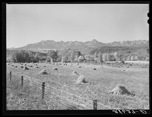 Hay meadow. Ouray County, Colorado