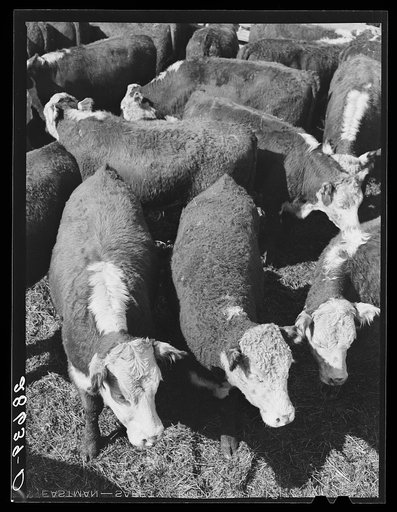 Steers. Stockyards, Denver, Colorado