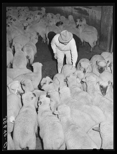 Marking sheep for fur. Stockyards, Denver, Colorado